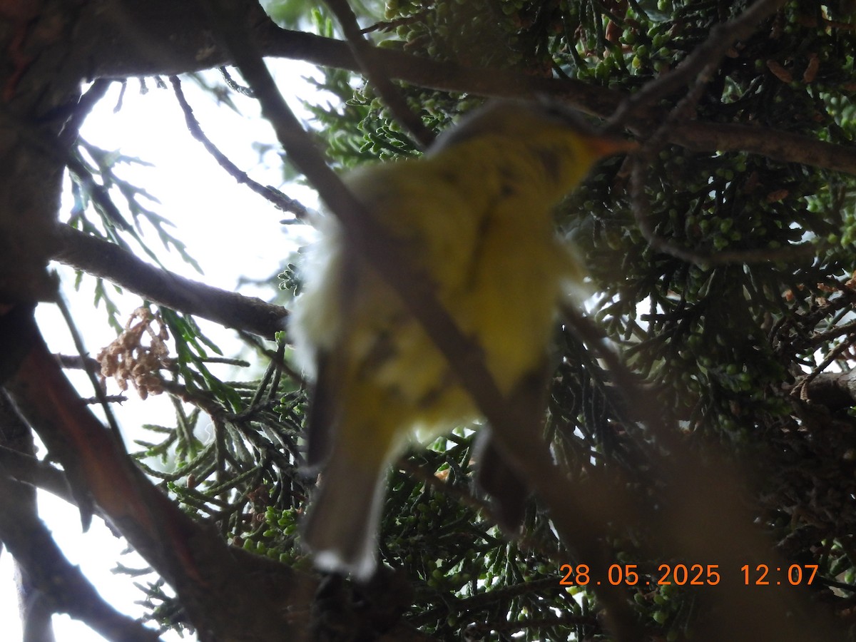 Gray-hooded Warbler - ML638044327