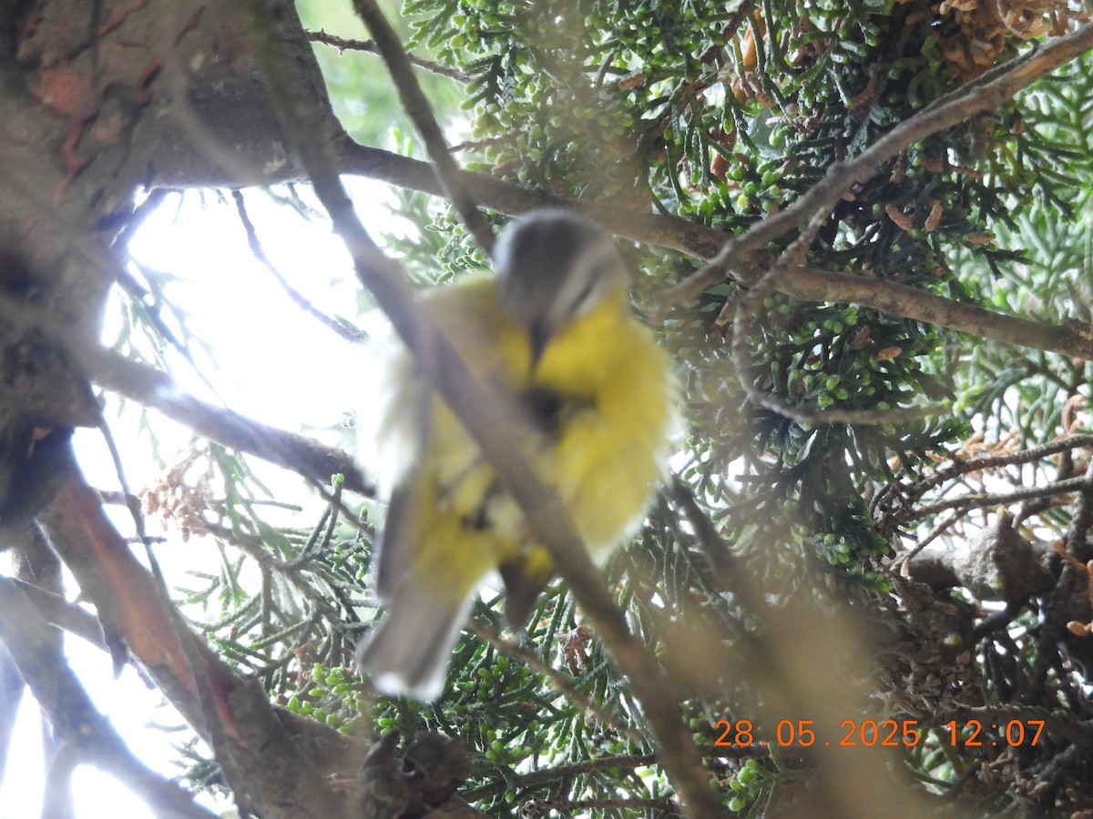 Gray-hooded Warbler - ML638044328