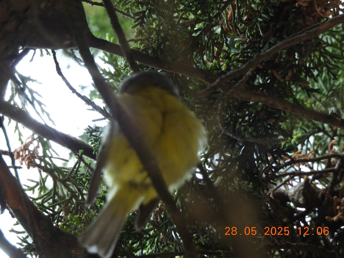 Gray-hooded Warbler - ML638044329