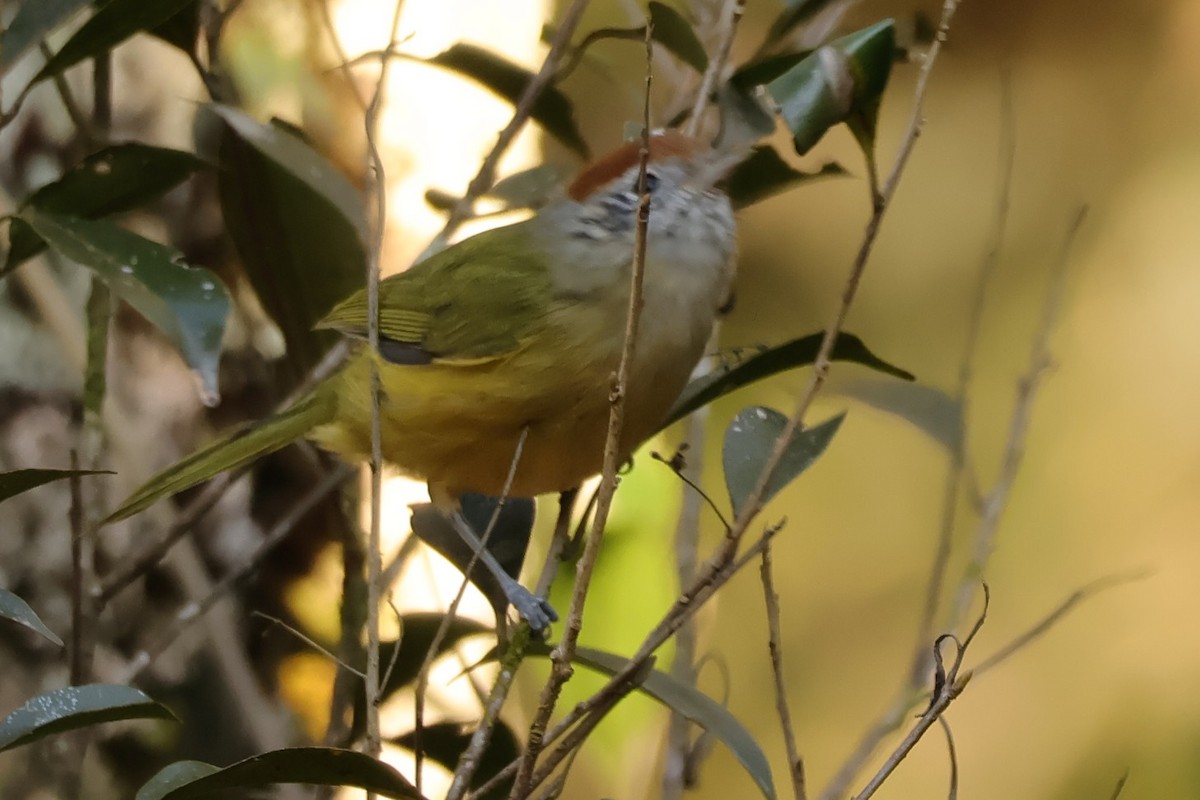 Rufous-crowned Greenlet - ML638044331