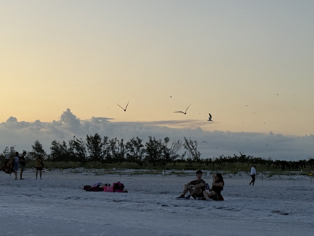 Black Skimmer - ML638044342