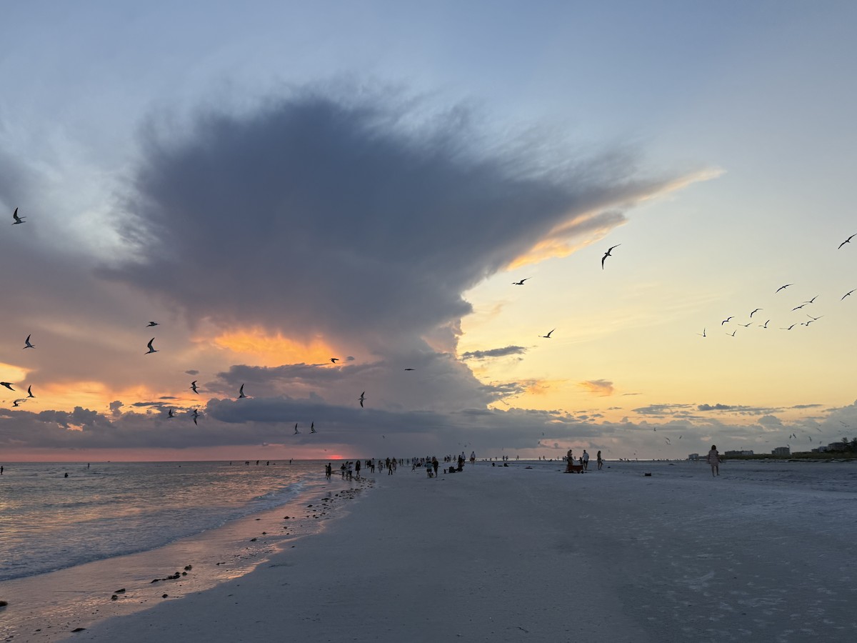 Black Skimmer - ML638044343