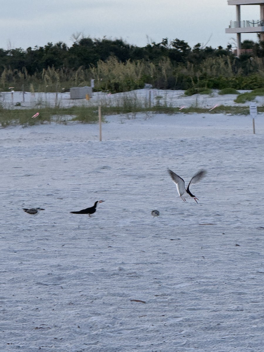 Black Skimmer - ML638044344