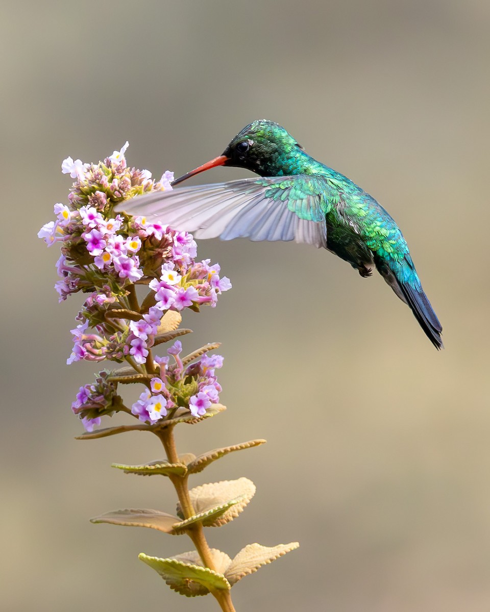 Glittering-bellied Emerald - ML638044362