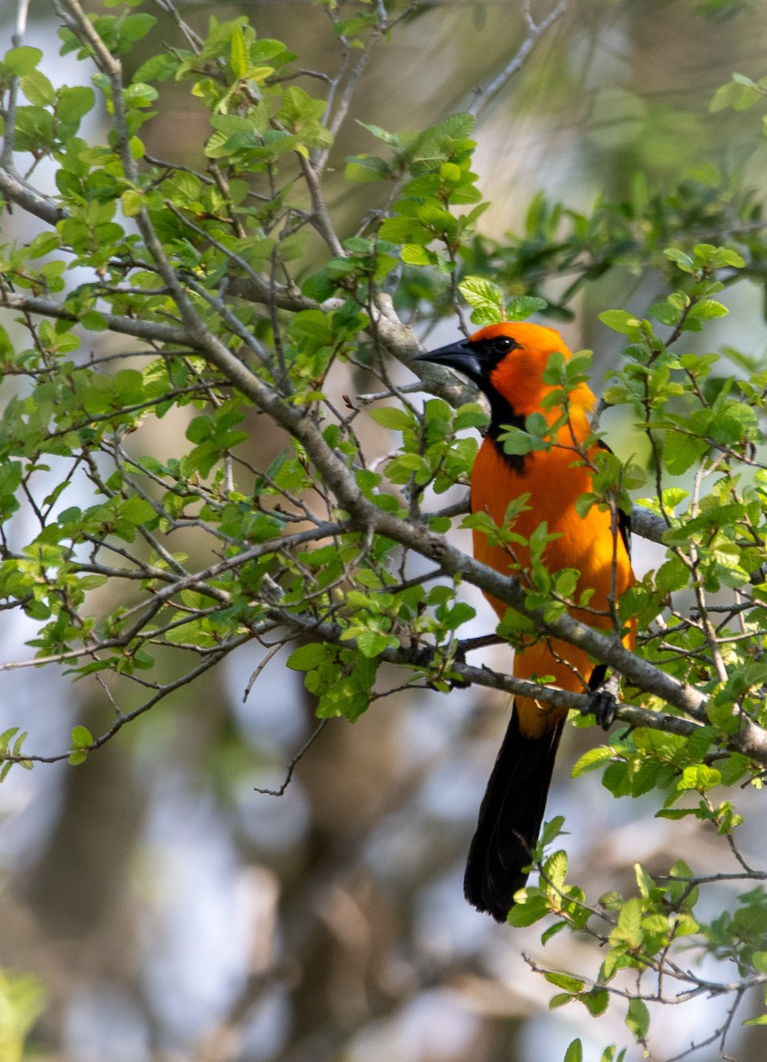 Altamira Oriole - ML638044374