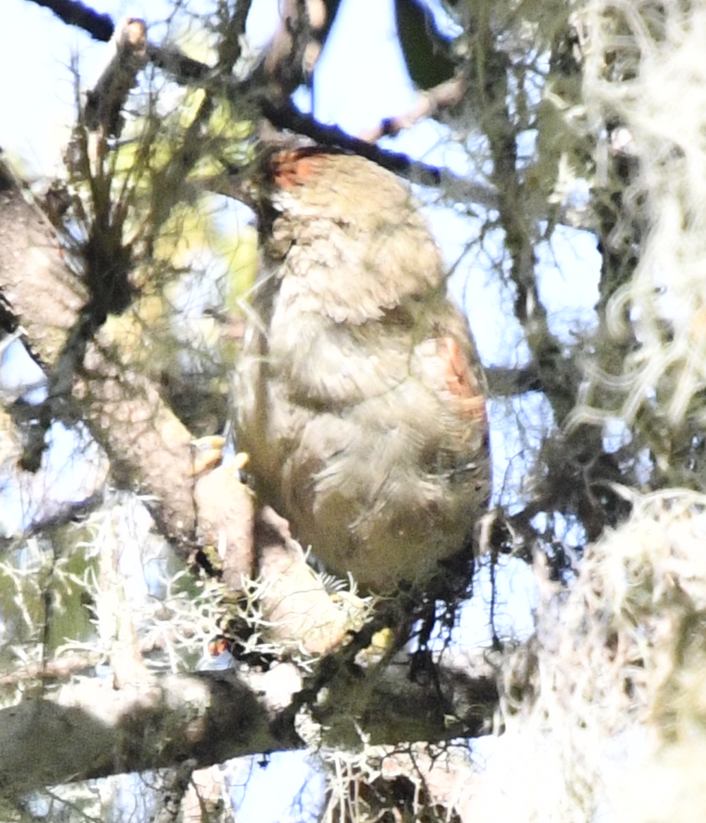 Streak-capped Spinetail - ML638044388