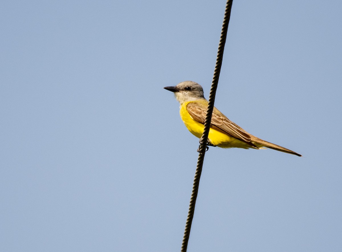 Couch's Kingbird - ML638044414
