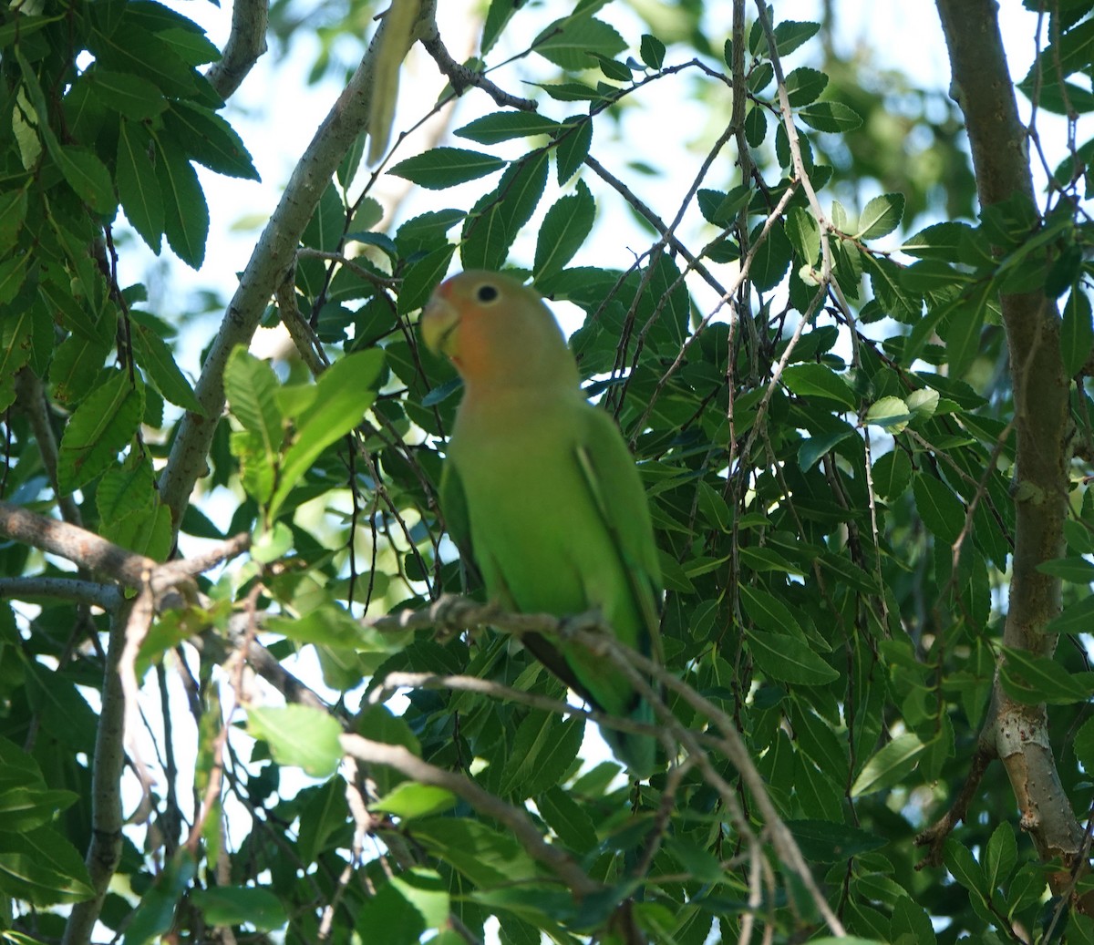 Rosy-faced Lovebird - ML638044435