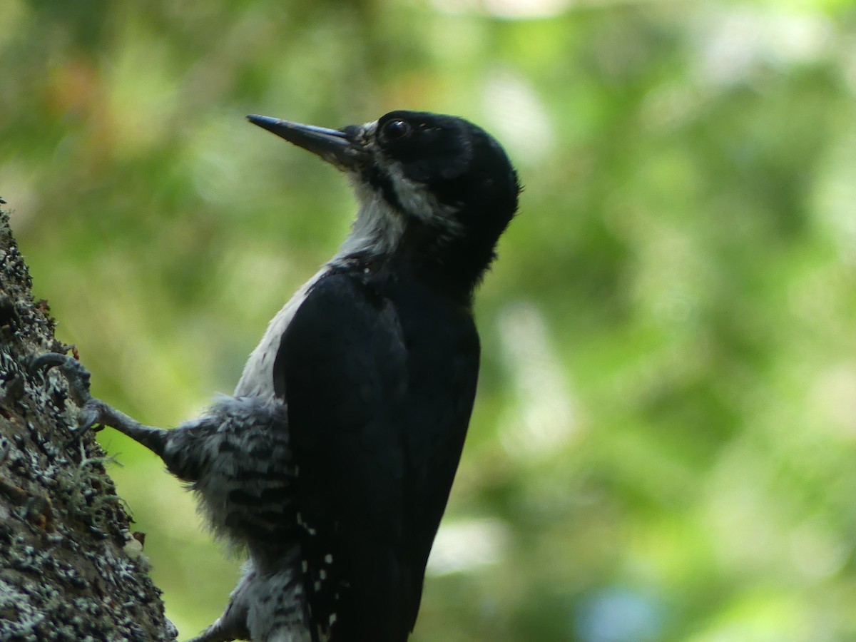 Black-backed Woodpecker - ML638044451