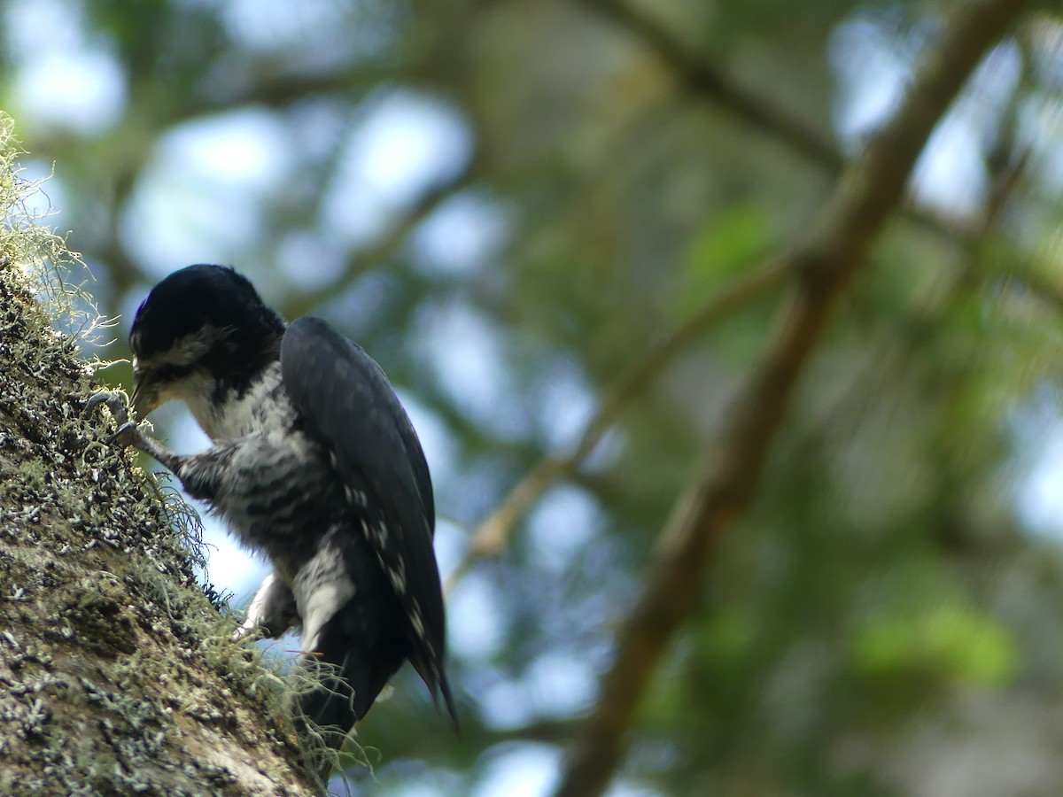 Black-backed Woodpecker - ML638044453