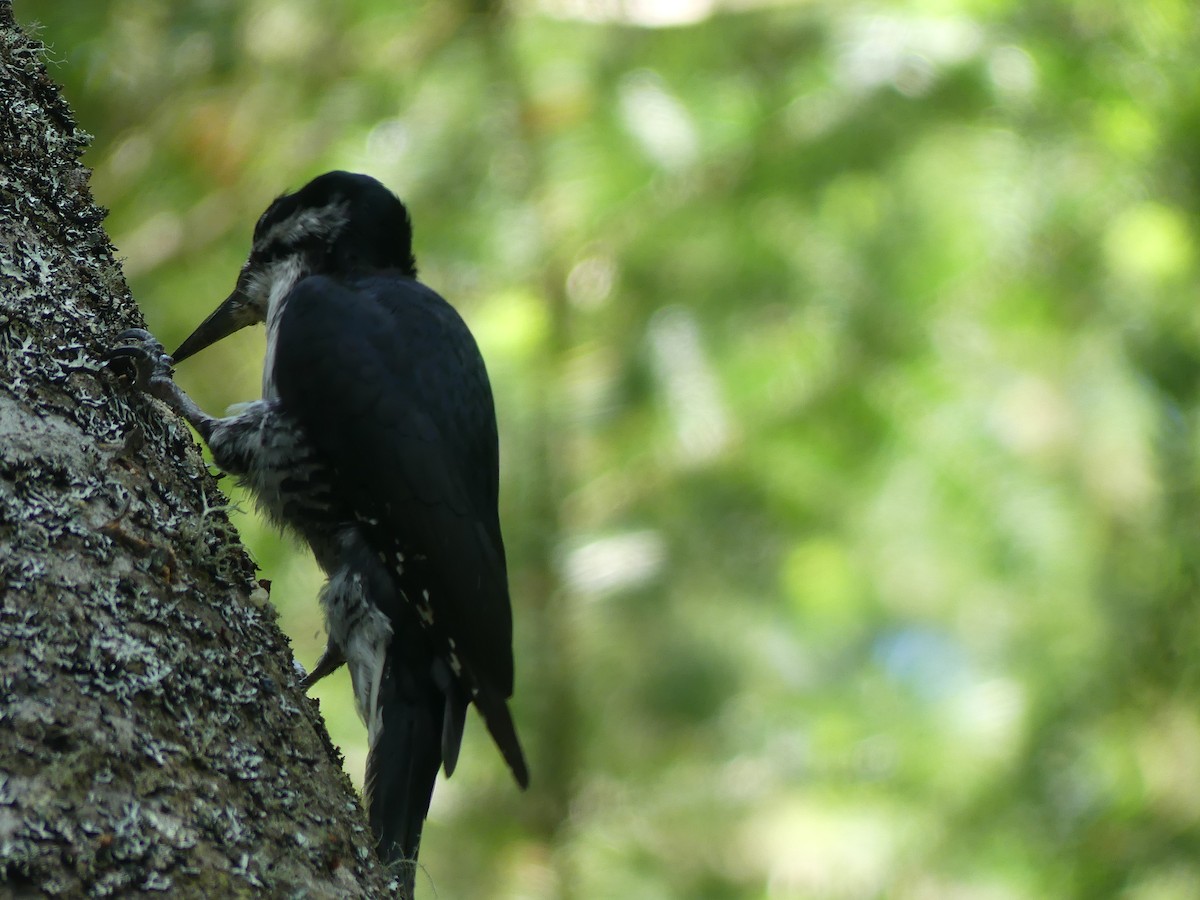 Black-backed Woodpecker - ML638044454