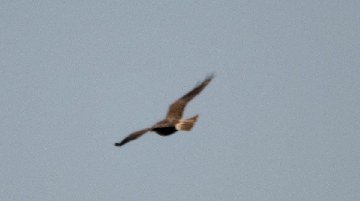 Gray Hawk - ML638044474