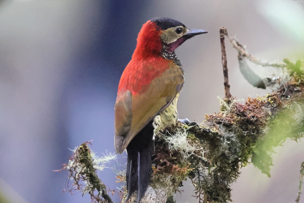 Crimson-mantled Woodpecker - ML638044490