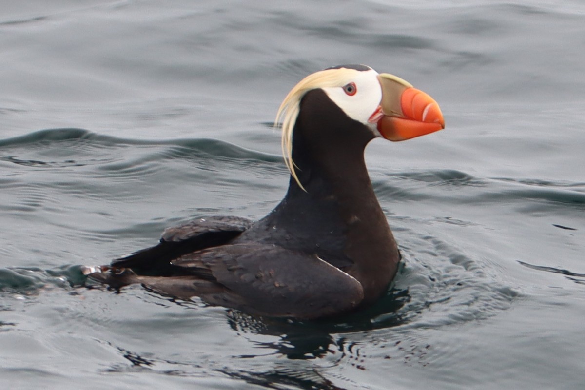 Tufted Puffin - ML638044500