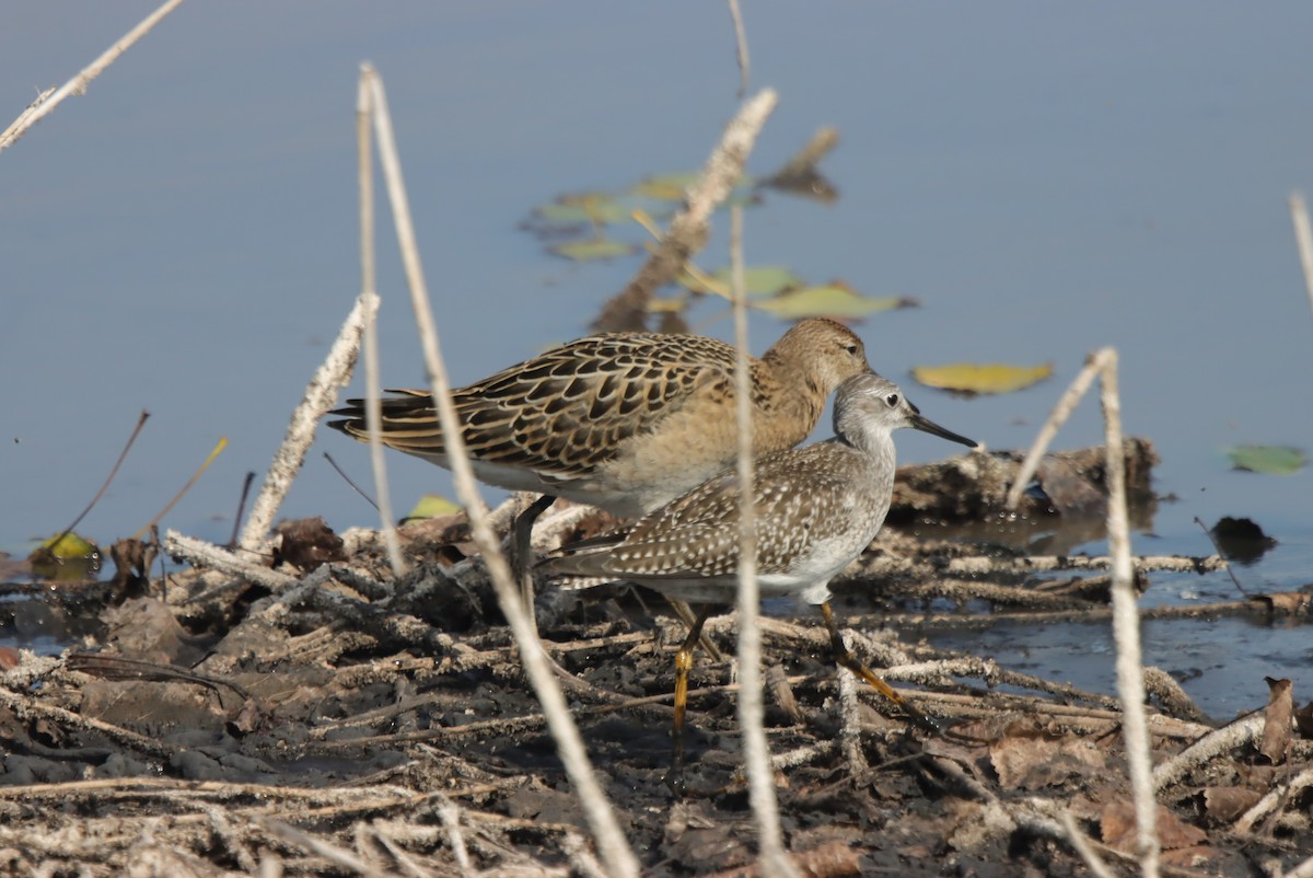 לוחם - ML638044529