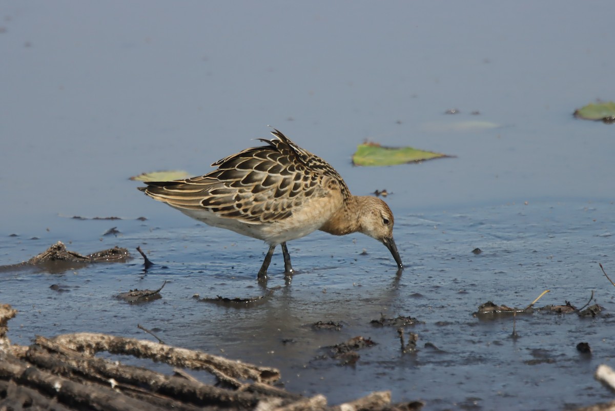 לוחם - ML638044532