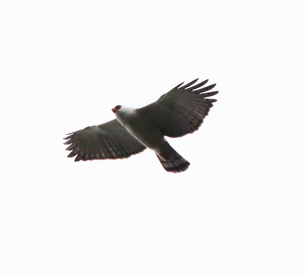 Black-and-white Hawk-Eagle - ML638044576