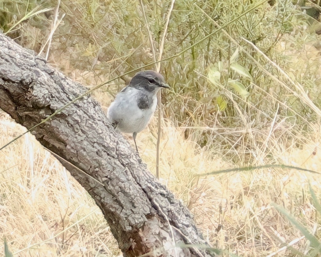 Hooded Robin - ML638044578