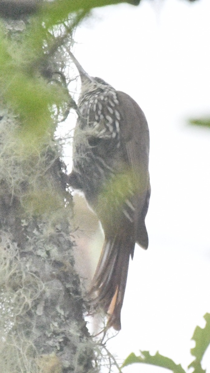 Montane Woodcreeper - ML638044613