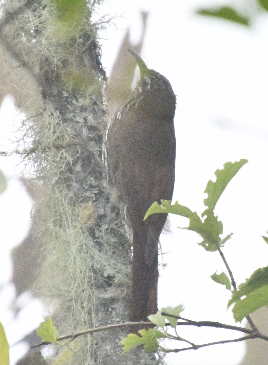 Montane Woodcreeper - ML638044614