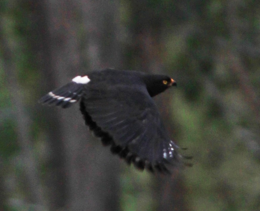 White-rumped Hawk - ML638044635