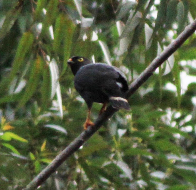White-rumped Hawk - ML638044636