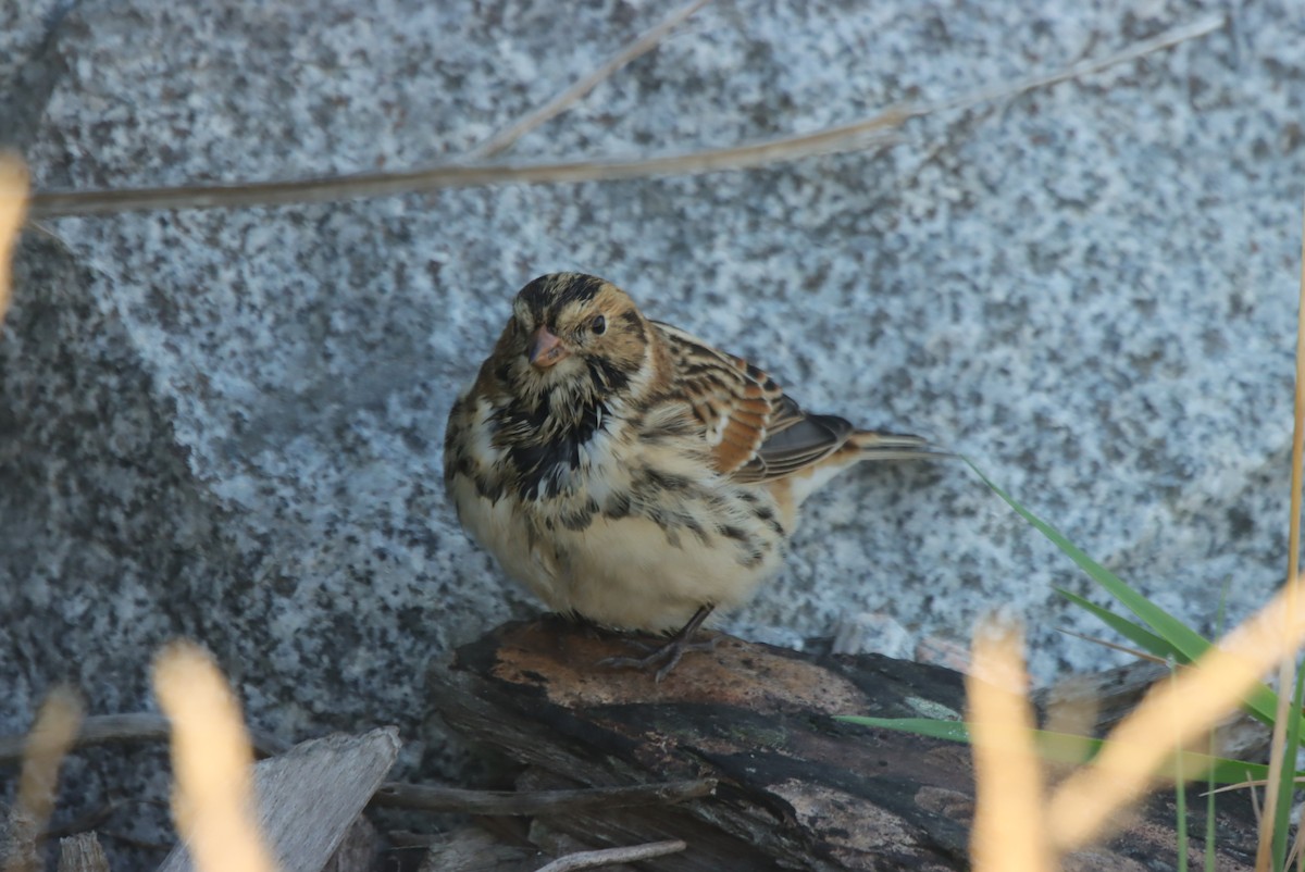 גיבתון לפלנדי - ML638044708