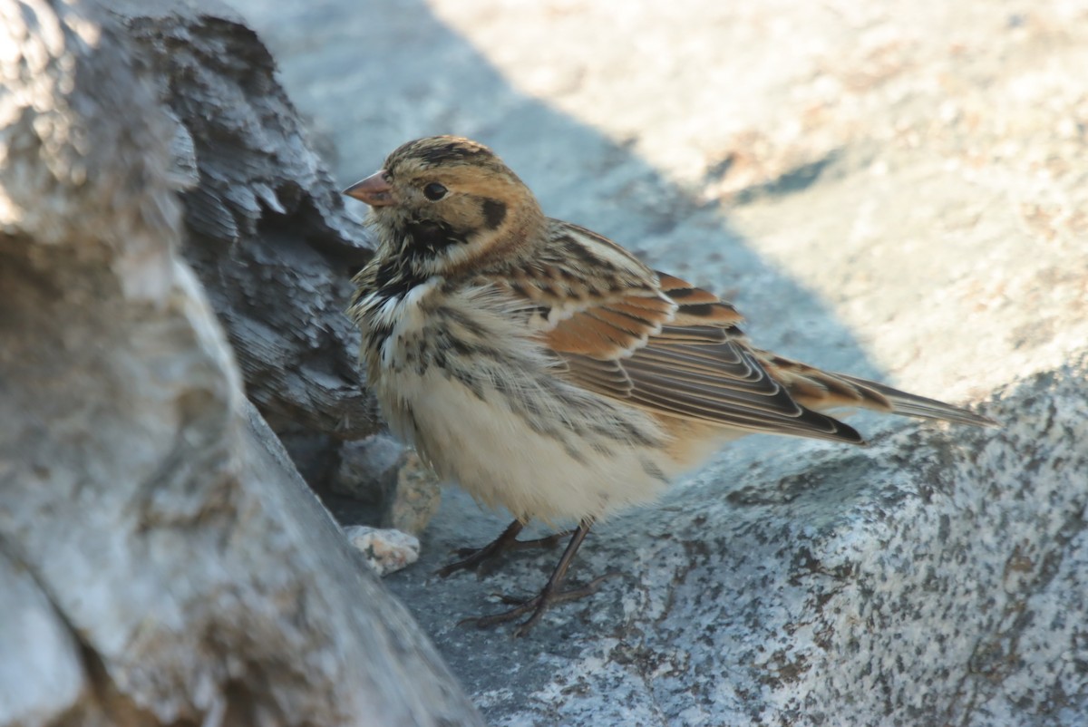 גיבתון לפלנדי - ML638044721