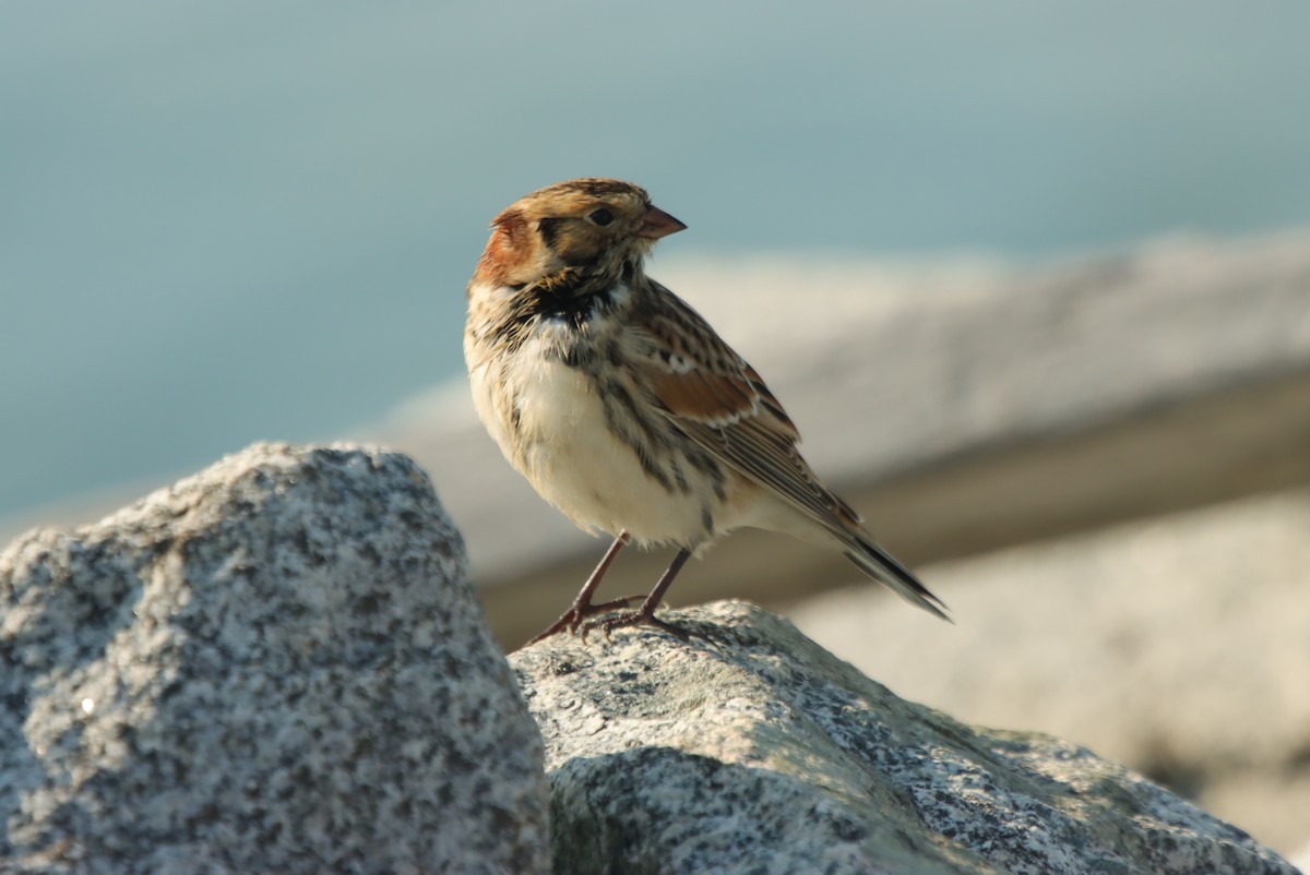 גיבתון לפלנדי - ML638044727