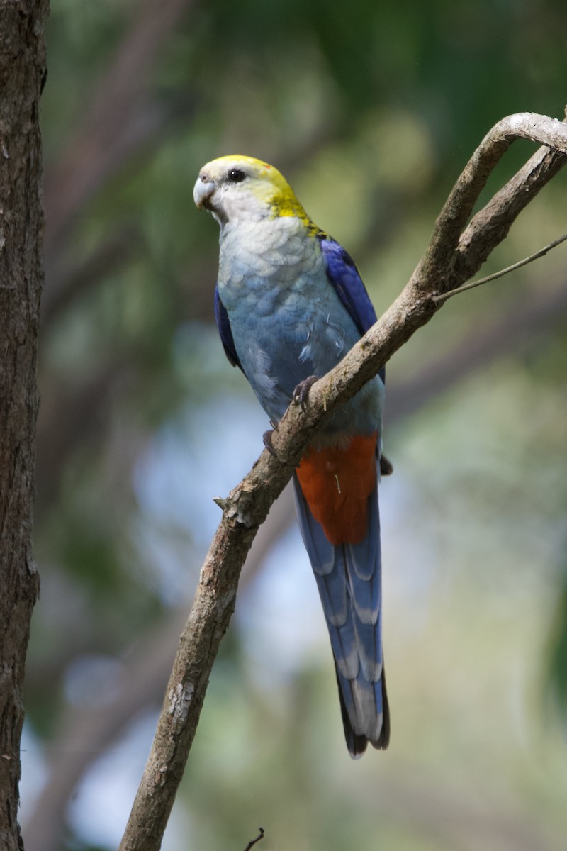 Pale-headed Rosella - ML638044748