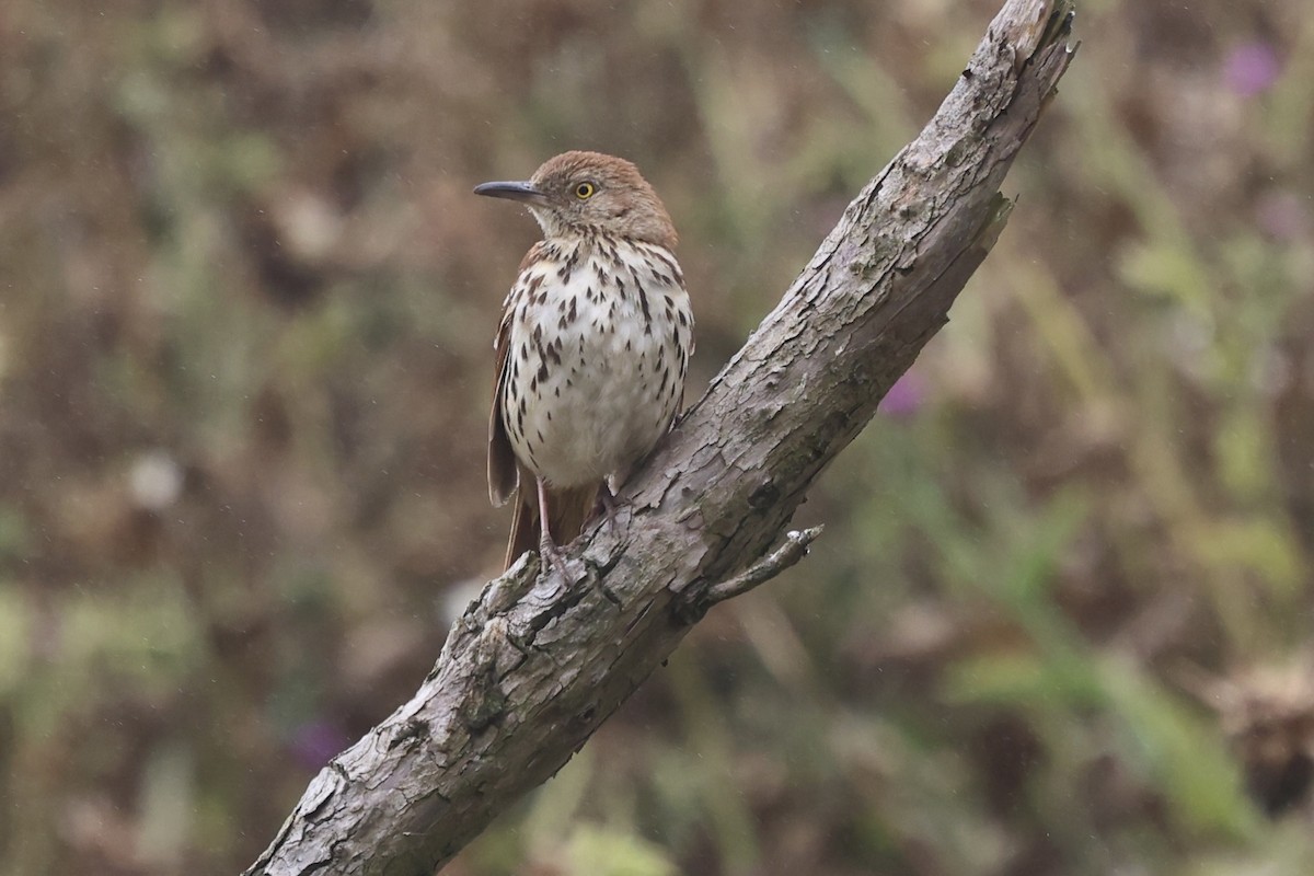 Brown Thrasher - ML638044804