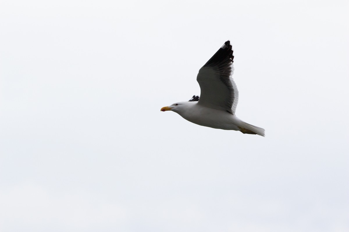 Kelp Gull - ML638044825