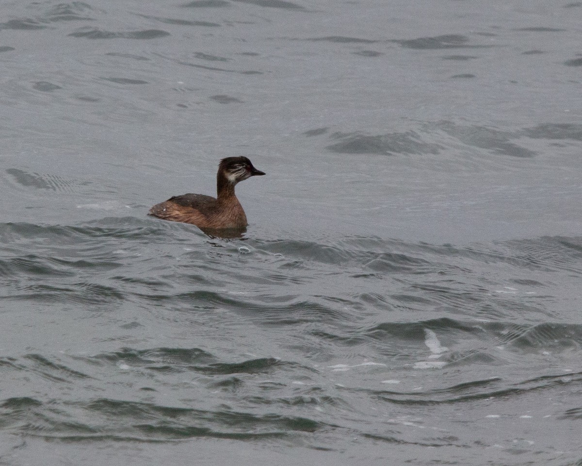 White-tufted Grebe - ML638044839