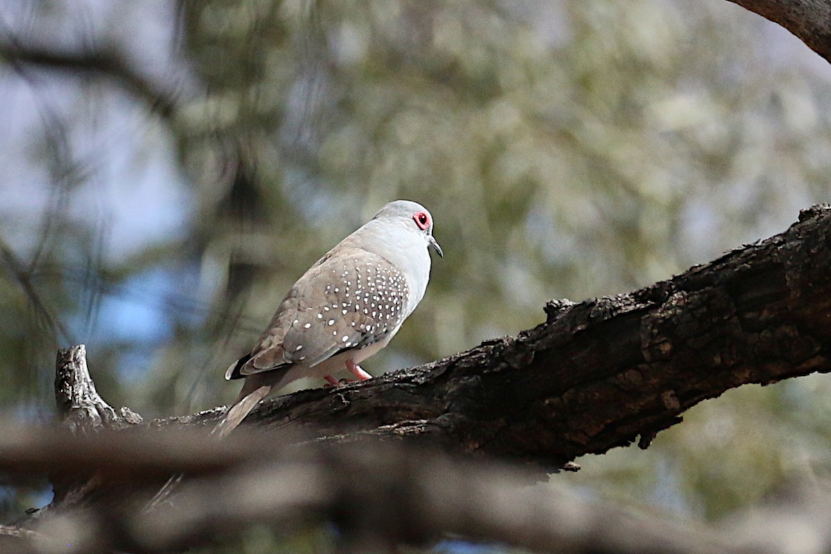 Diamond Dove - ML638044847