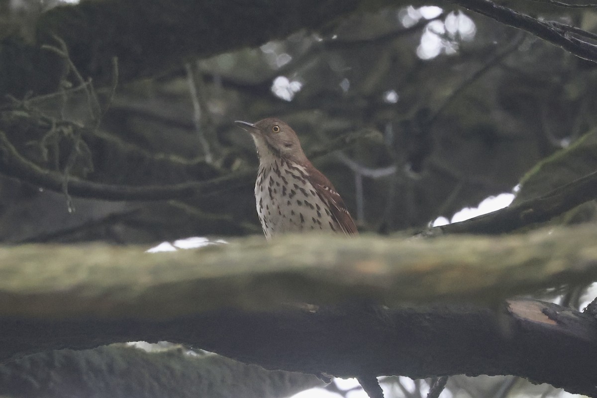 Brown Thrasher - ML638044849