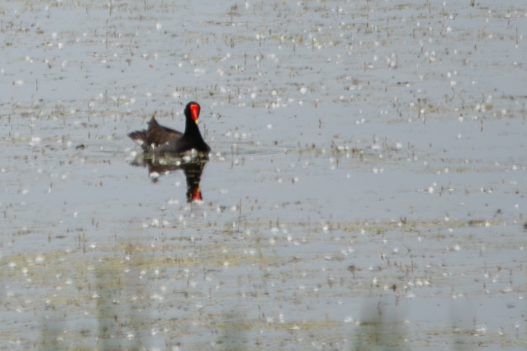 Common Gallinule - ML638044853