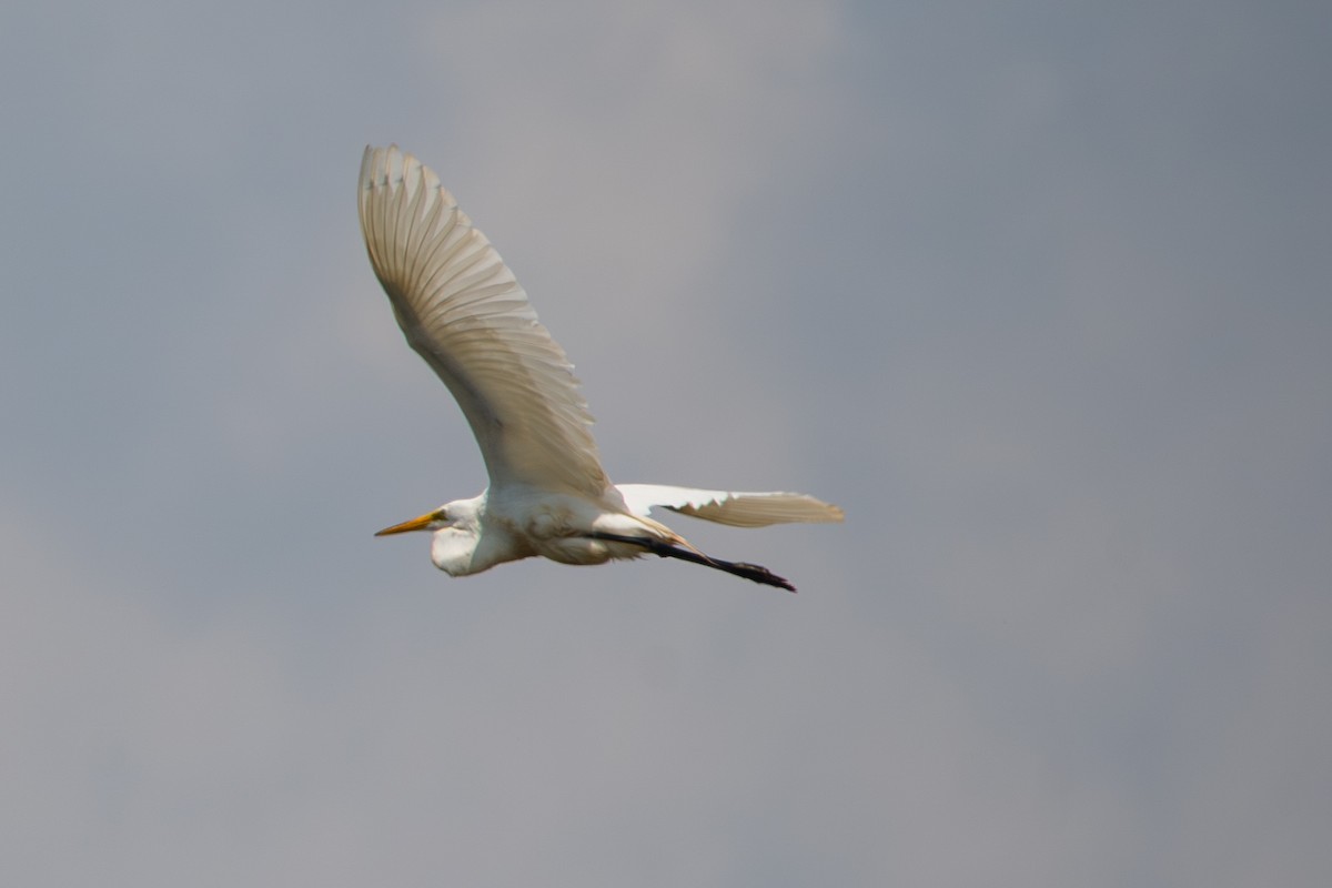 Great Egret - ML638044867