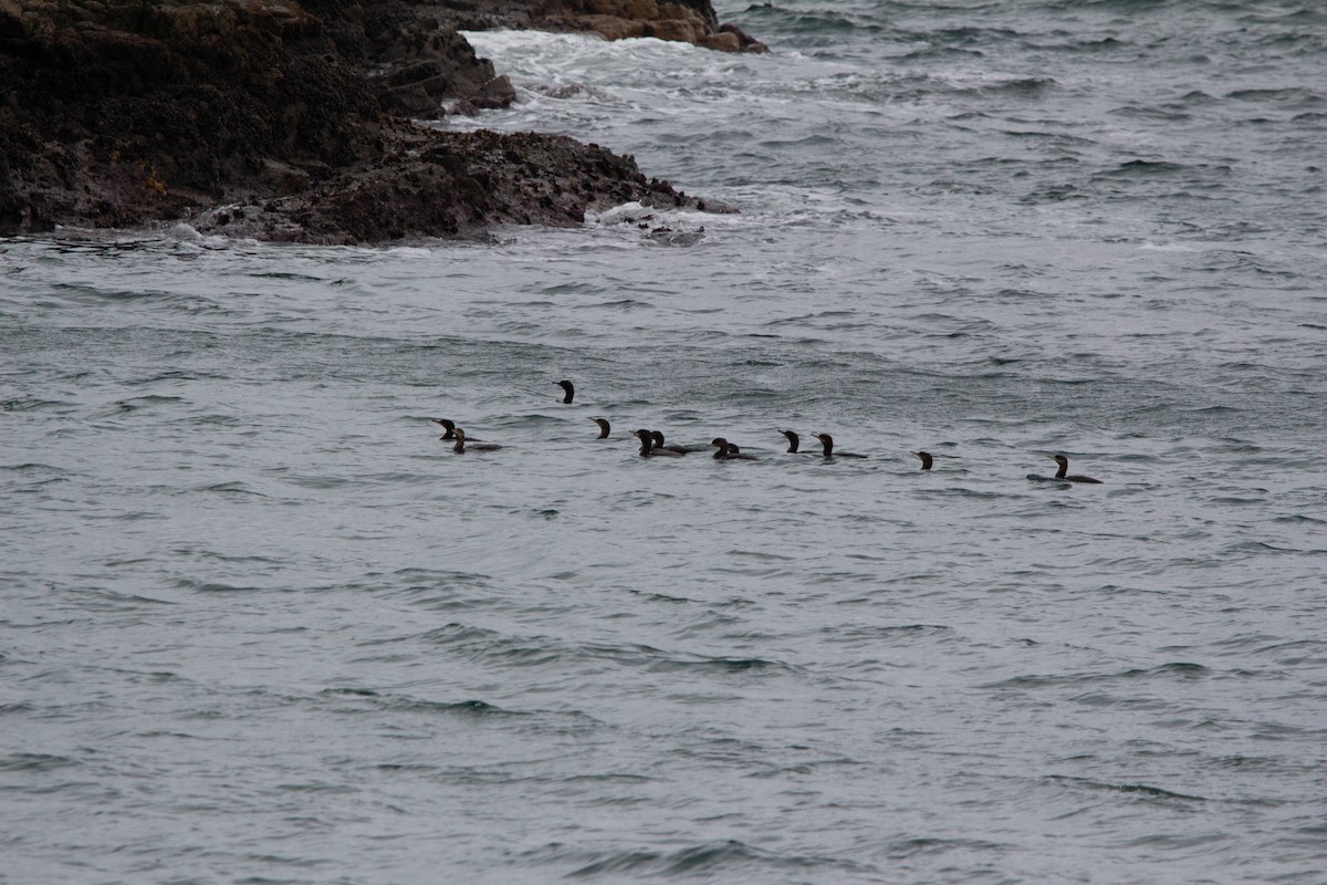 Neotropic Cormorant - ML638044871