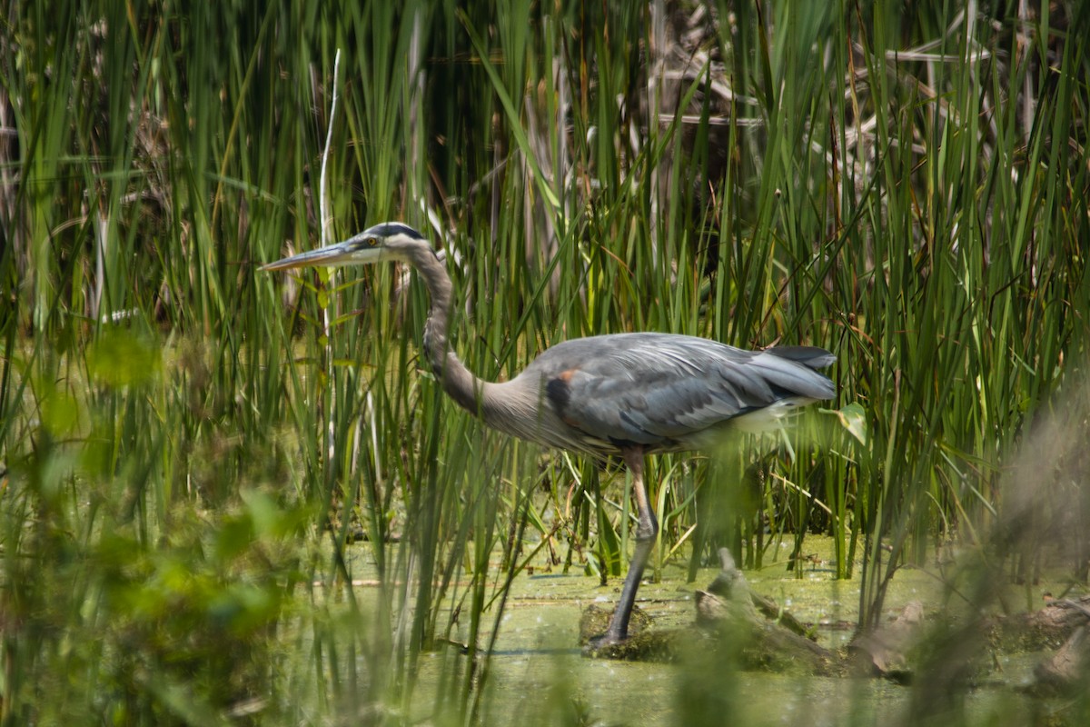 Great Blue Heron - ML638044872