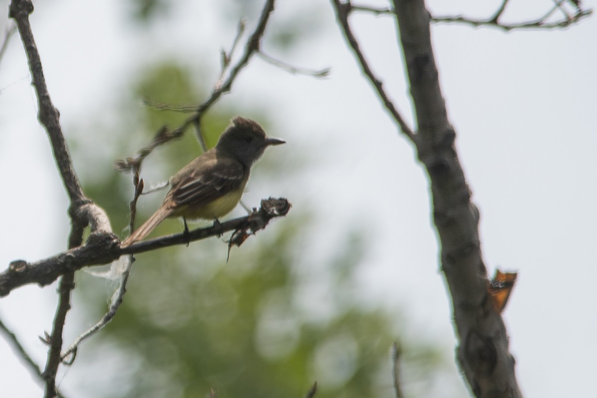 Great Crested Flycatcher - ML638044880