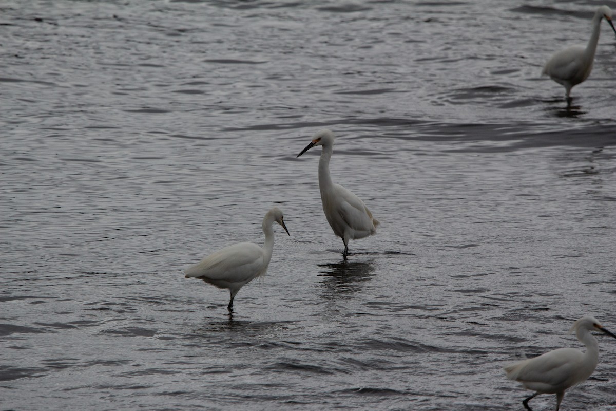 Snowy Egret - ML638044884
