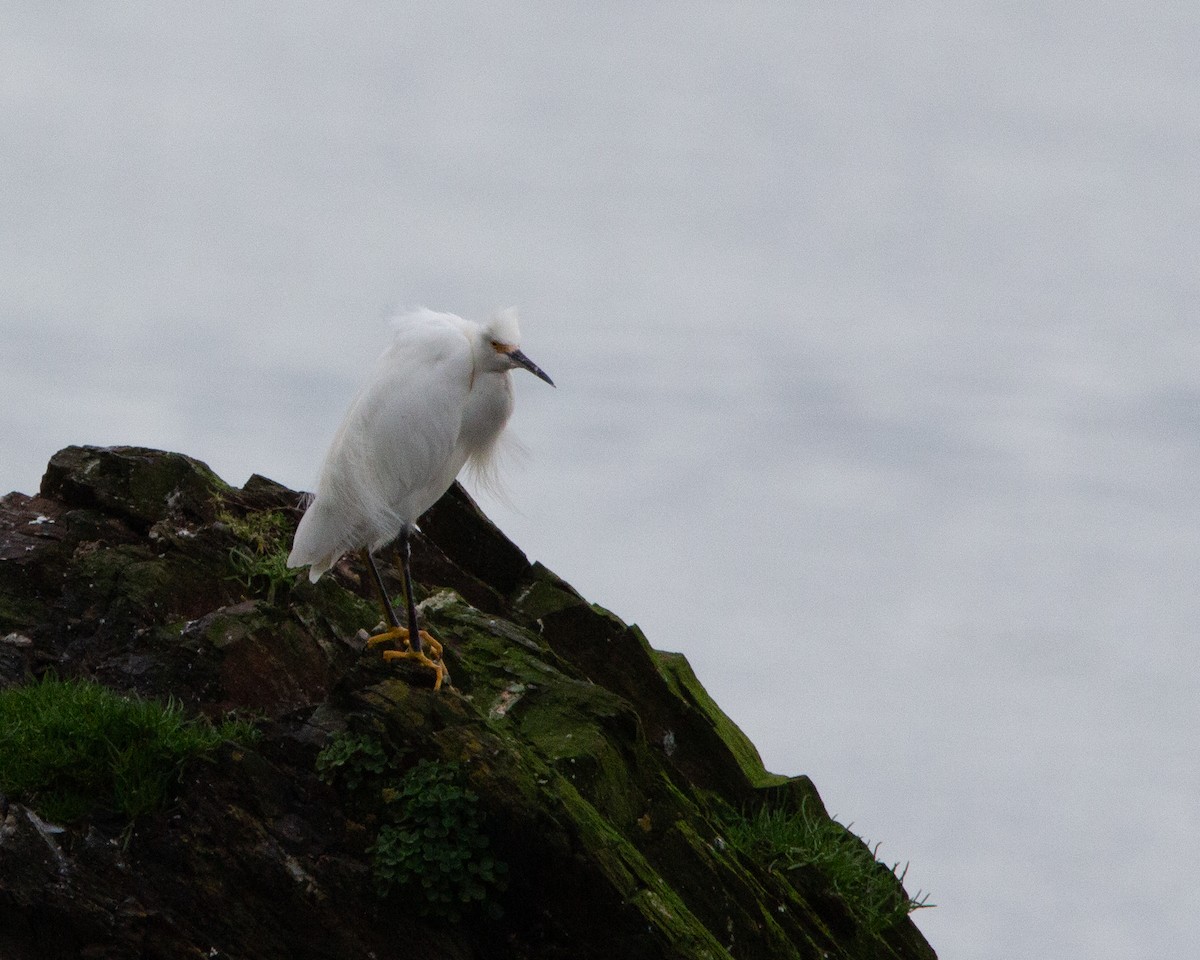 Snowy Egret - ML638044885