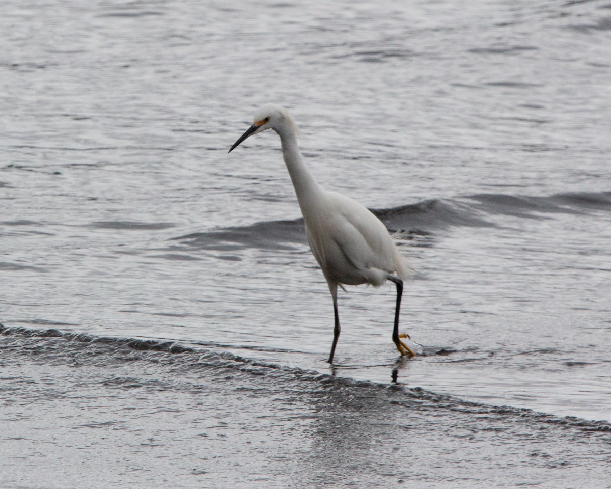 Snowy Egret - ML638044886