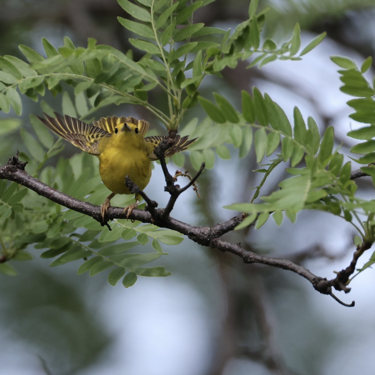 Yellow Warbler - ML638044889