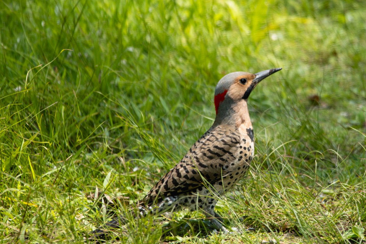 Northern Flicker - ML638044890