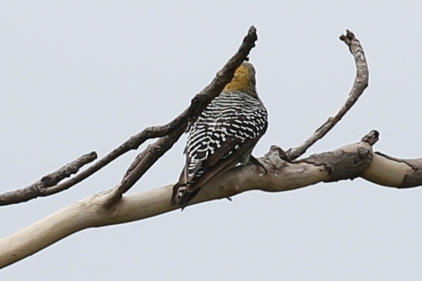Hoffmann's Woodpecker - ML638044891