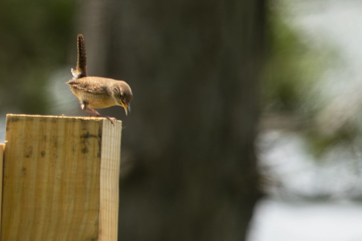 Northern House Wren - ML638044894