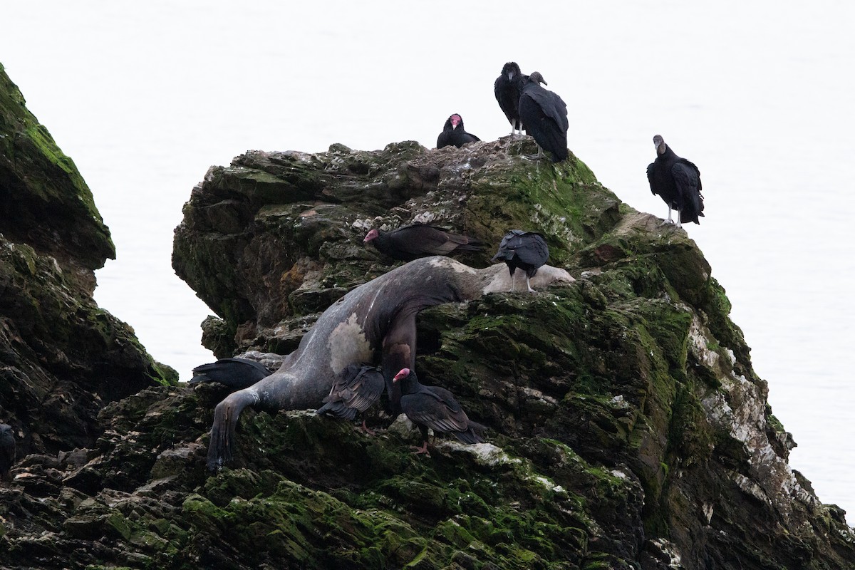 Turkey Vulture - ML638044904