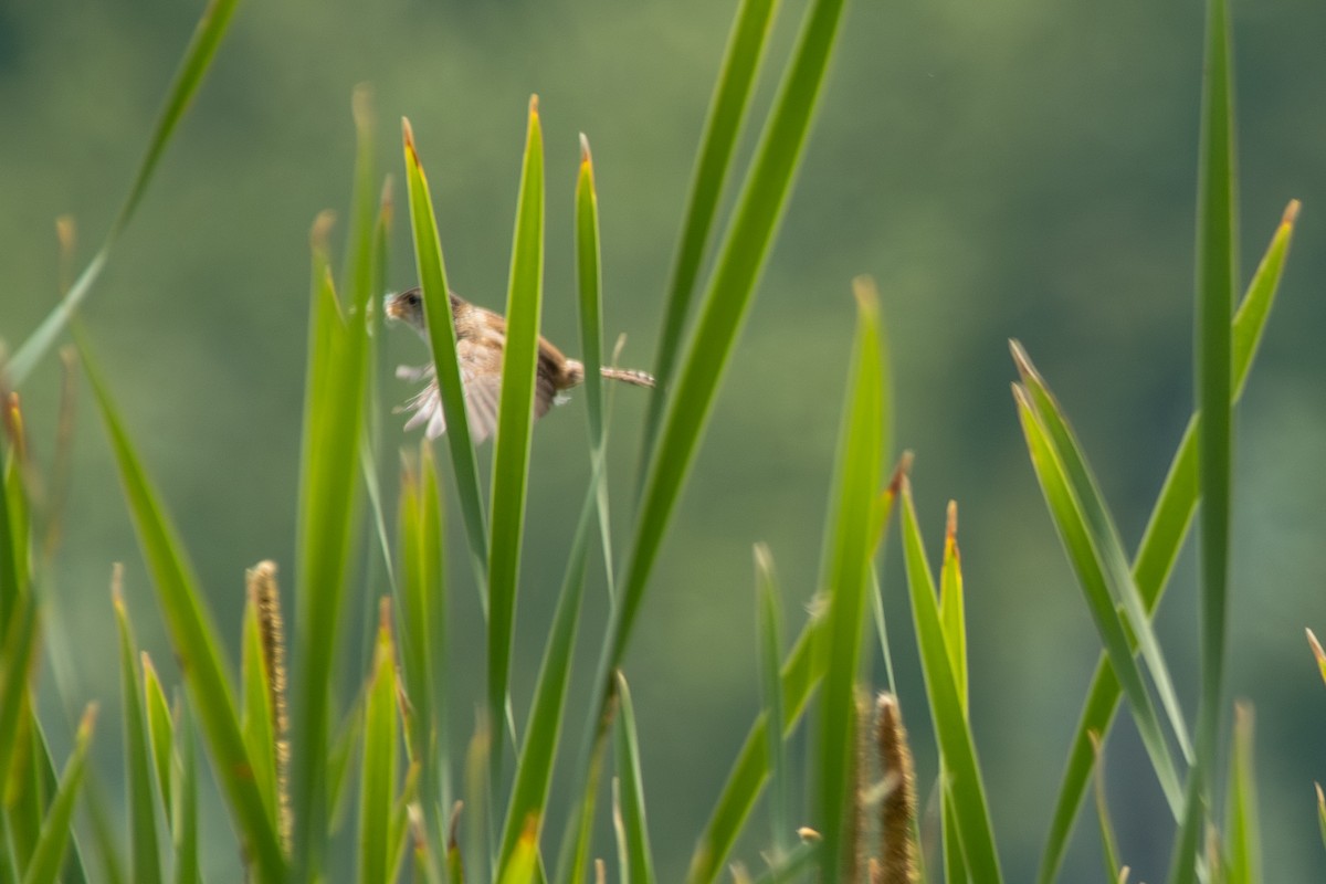 Marsh Wren - ML638044906