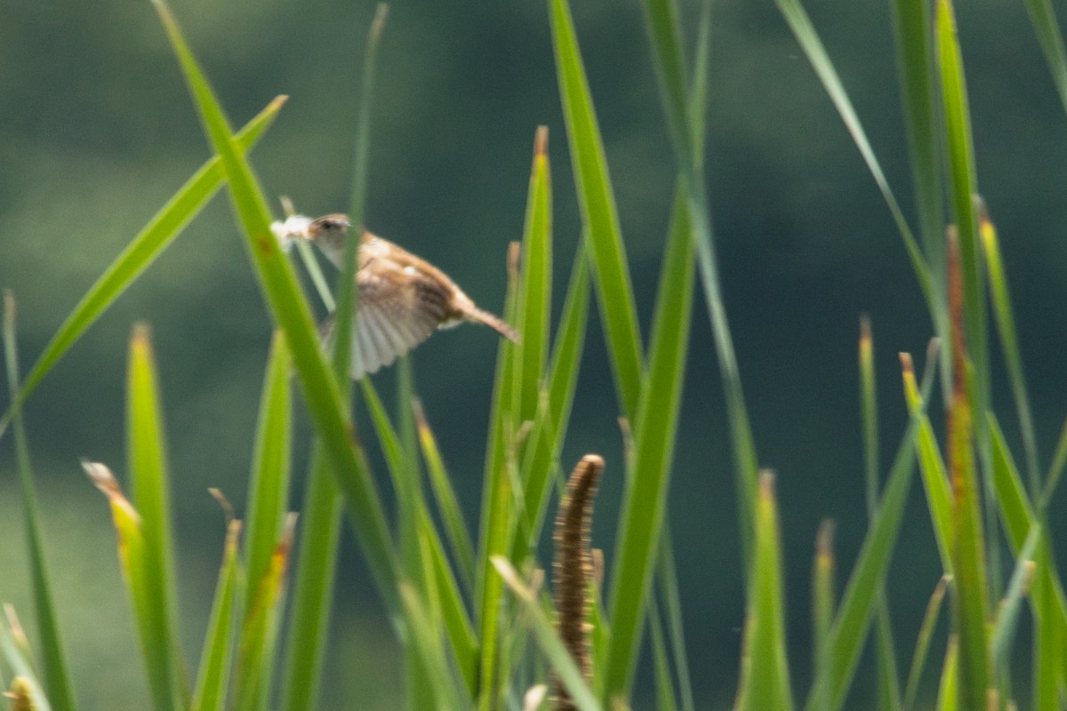 Marsh Wren - ML638044907